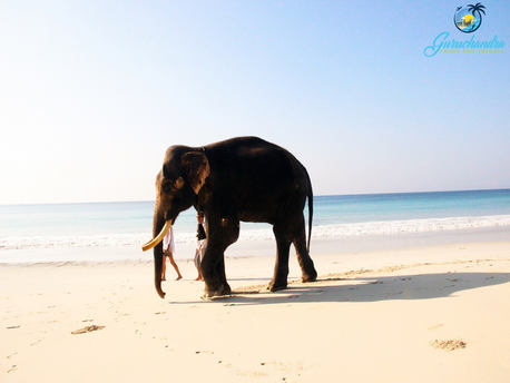 3 nights 4 days andaman package